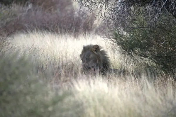 Afrika 'nın bozkırındaki aslan