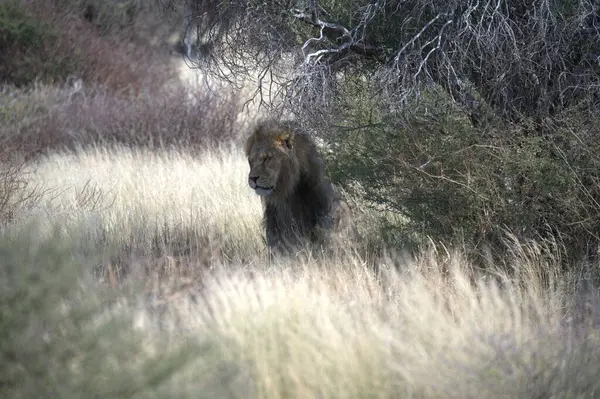 İspanya 'daki ormanda bir erkek aslanın yakın plan fotoğrafı.