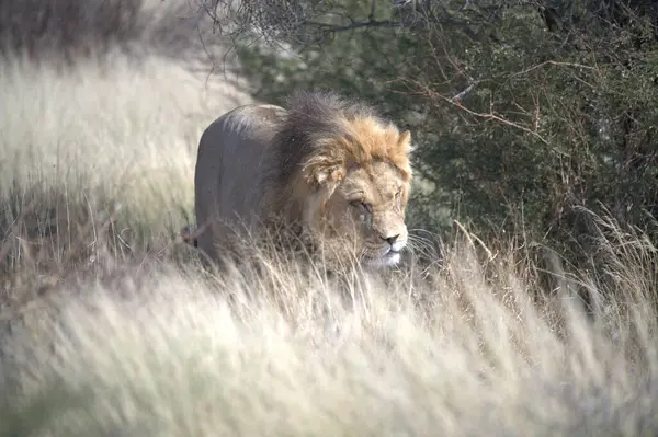 Güney Afrika 'daki Kruger Ulusal Parkı' nda aslan var.
