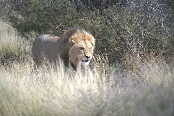 Kenya savanındaki aslan