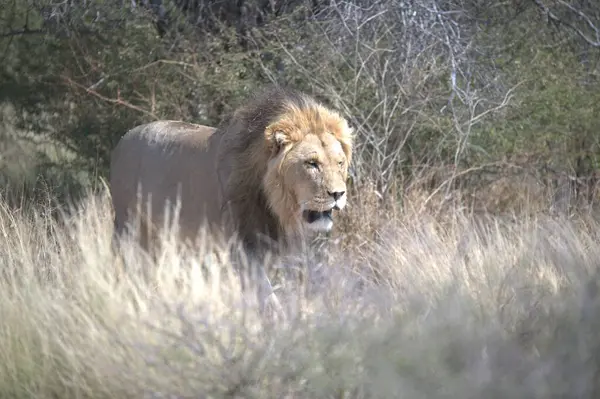 Afrika 'da savanda yürüyen bir aslan.