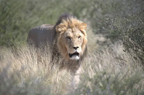 Afrika 'nın bozkırındaki aslan