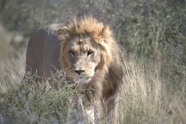 Lion (panthera leo), Kruger Milli Parkı, Güney Afrika