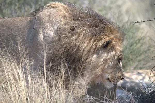 Vahşi aslan.