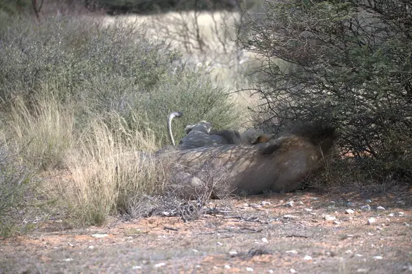 Parktaki bir aslanın yakın plan fotoğrafı.