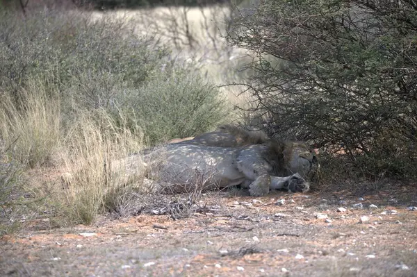 Ormandaki yaban domuzu