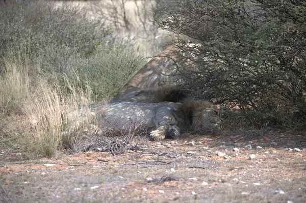 Parktaki güzel bir Afrika filinin yakın plan fotoğrafı.