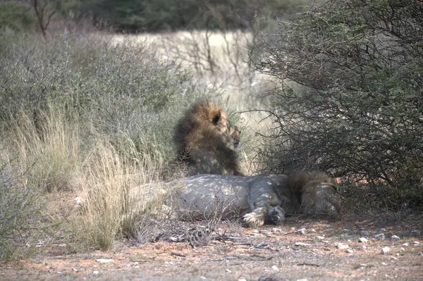 Afrika 'nın bozkırındaki aslan