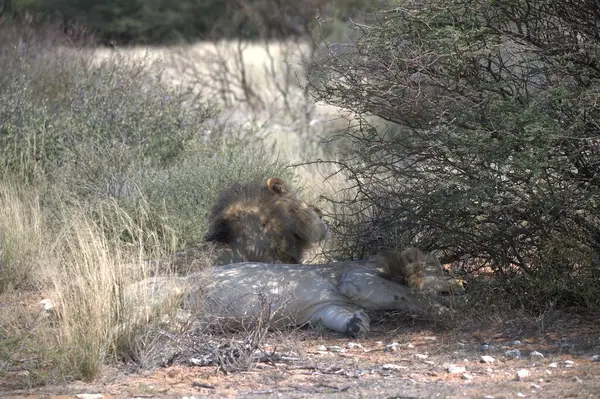 Büyük vahşi aslan ormanda yürüyor.