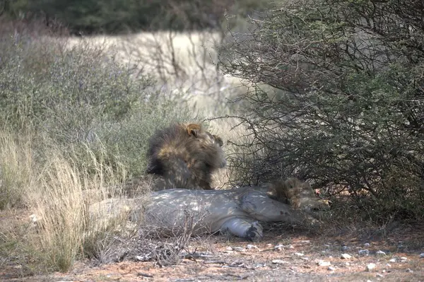 Ormanda yürüyen bir aslanın yakın plan fotoğrafı.
