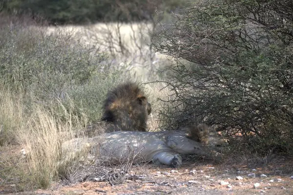 Ormandaki vahşi hayvanlar
