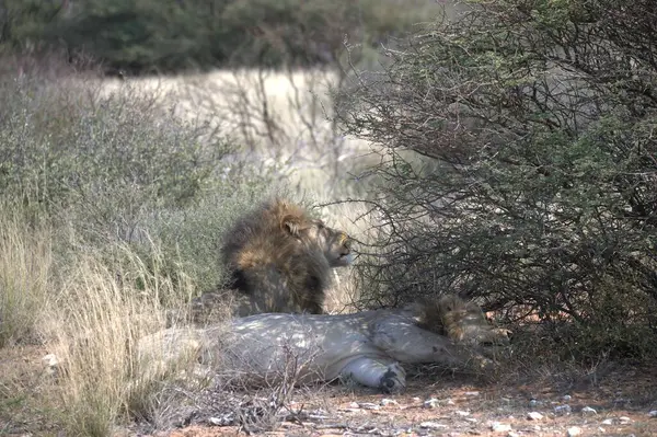 Ormandaki aslan yavrusu