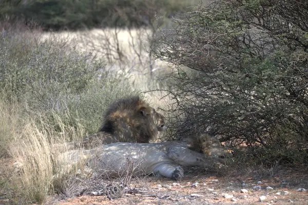 Kenya savanındaki aslan