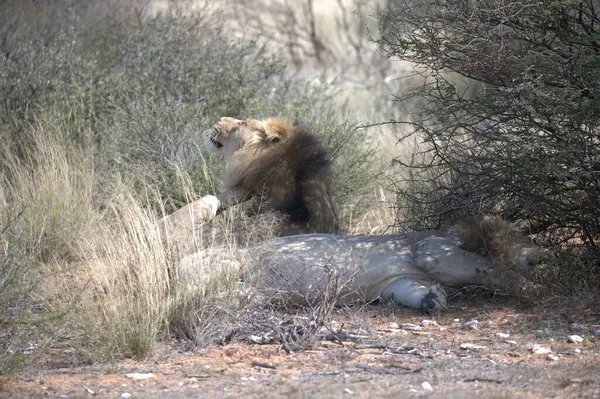 Kenya savanındaki aslan