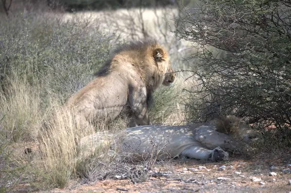 Savanadaki vahşi aslanlar