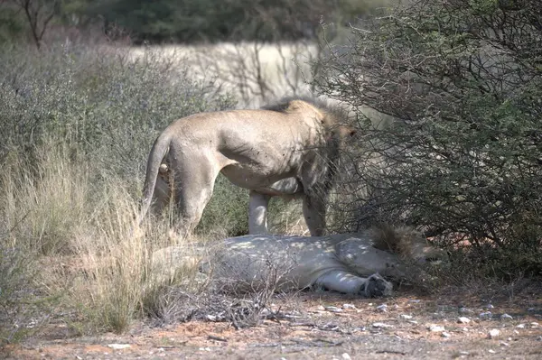 Vahşi Afrika aslanı, Panthera Leo, dişi bir erkek ve dişi yavru, Afrika 'nın bozkırında, Kenya' da