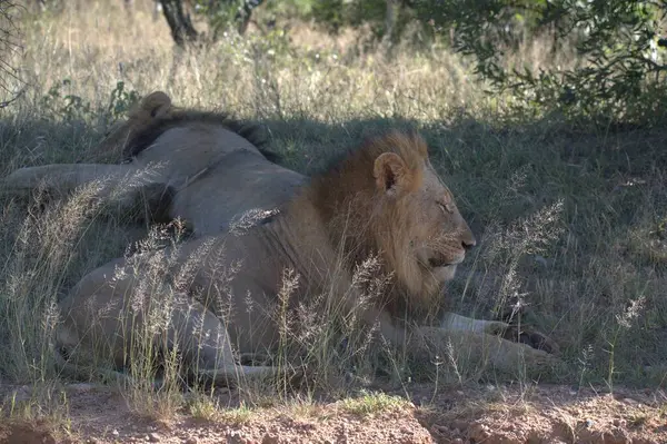 Afrika 'nın vahşi doğasında, Kenya' da bir aslan.