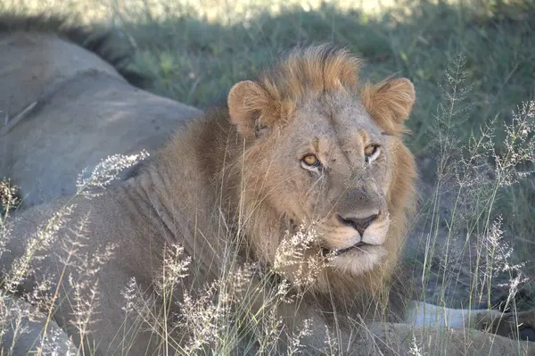 Vahşi aslan.