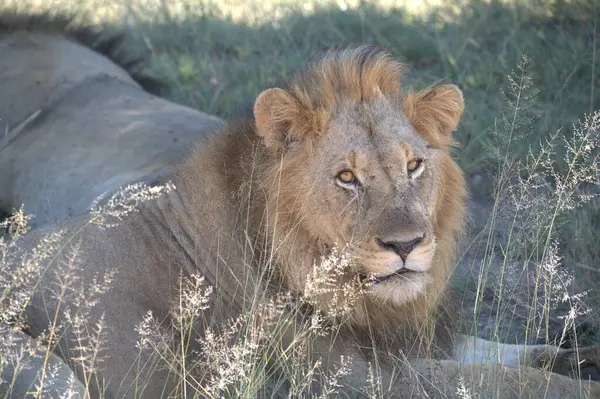 Afrika 'daki Namibya aslanı