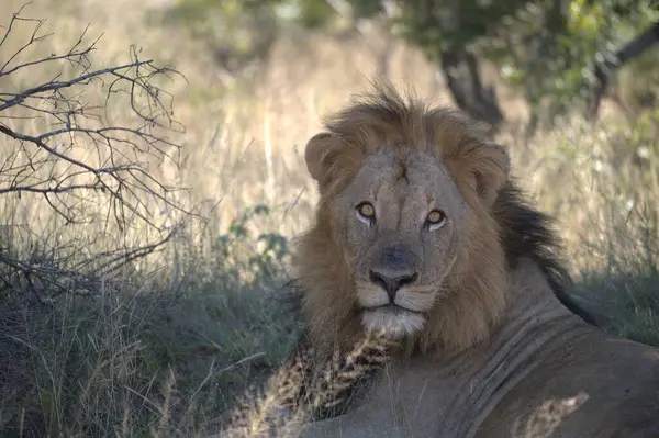 Savanadaki aslan erkek