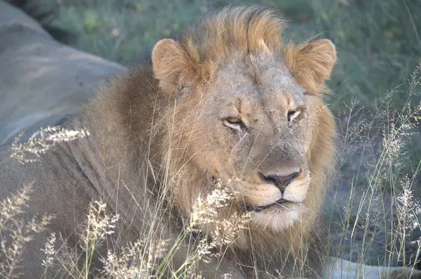 Afrika savanındaki vahşi erkek aslan.