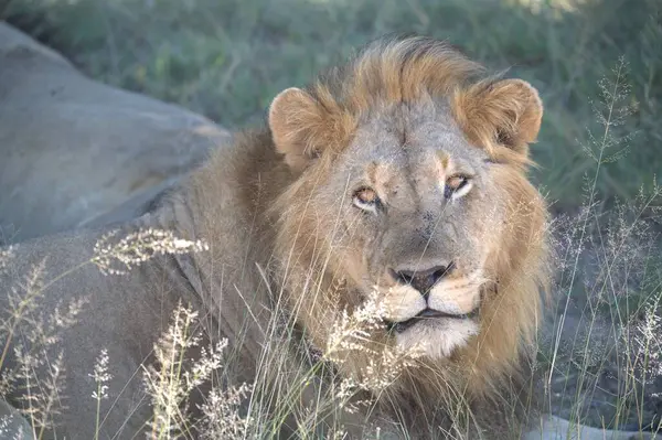 Afrika, Kenya savanındaki aslan.