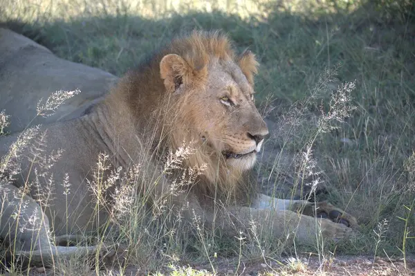 Kenya savanındaki aslan