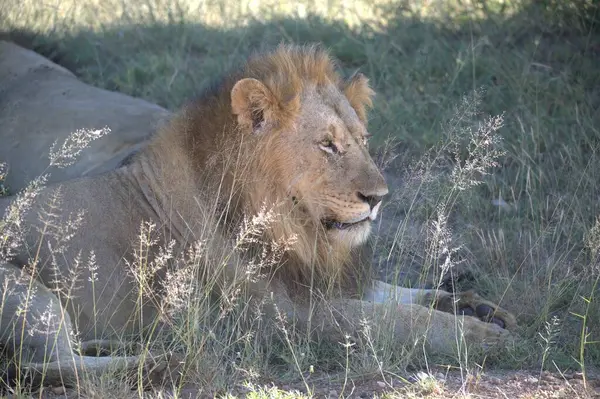 Güney Afrika 'daki Kruger Ulusal Parkı' nda erkek aslanlar