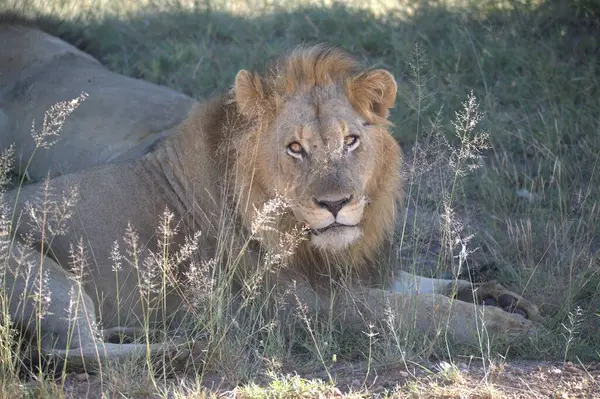 Savannah erkek aslan