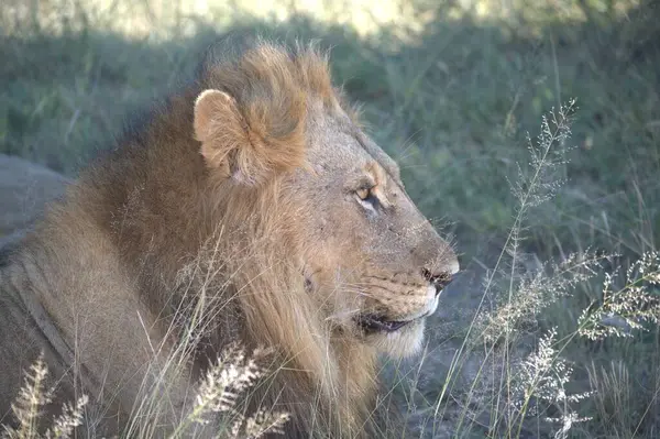 Savannah erkek aslan