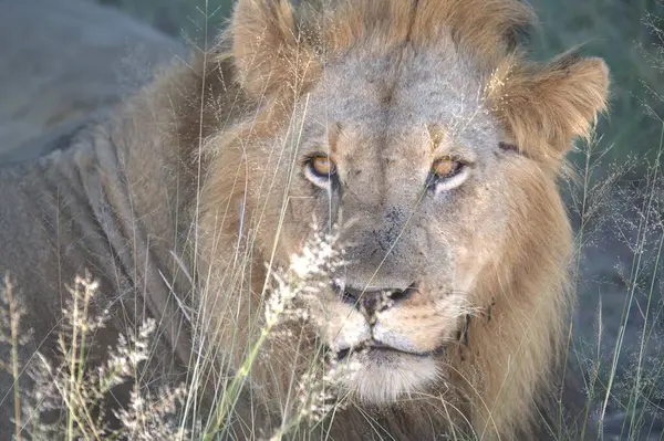 Kenya savanındaki aslan