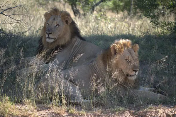 Kenya savanındaki aslan