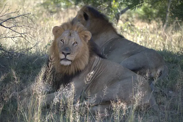 Kenya savanındaki aslan