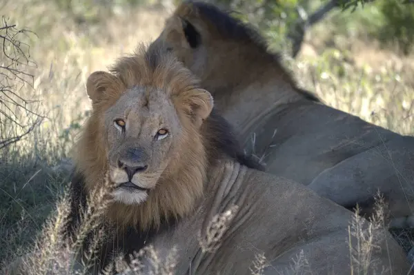 Erkek aslan, panthera leo, erkek dişi, yetişkin, aslan, panthera leo, erkek