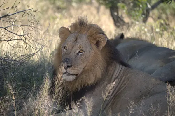 Kenya savanındaki aslan