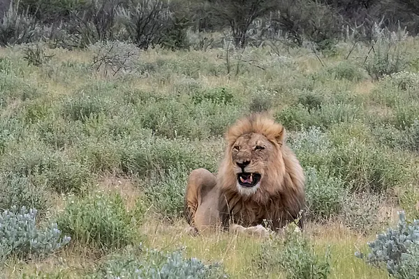 Aslan ın kruger national park, Güney Afrika