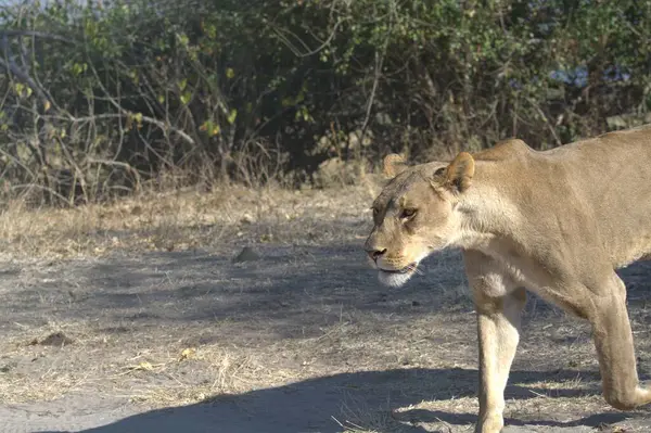 Namibya 'daki vahşi aslanlar, savannah.