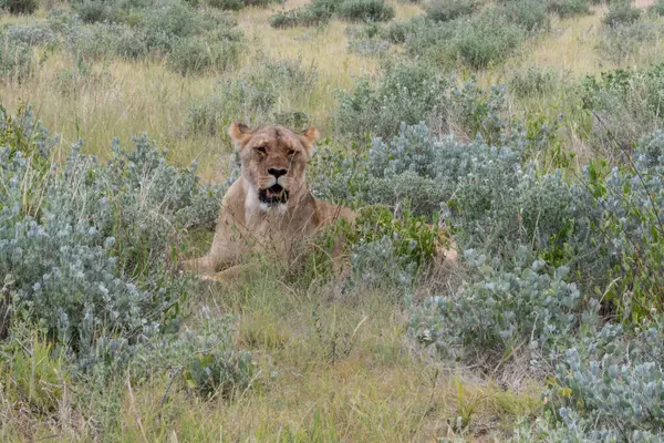 Vahşi aslanlar doğada