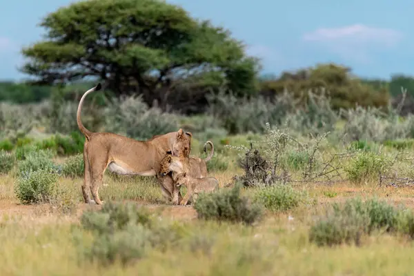 Afrika bozkırında vahşi bir aslan