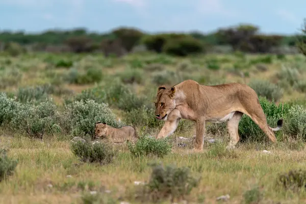 Savanada oynayan bir çift vahşi aslan.