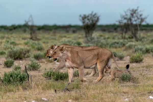 Aslan yavrusu kuru çimenlerde yürüyor..