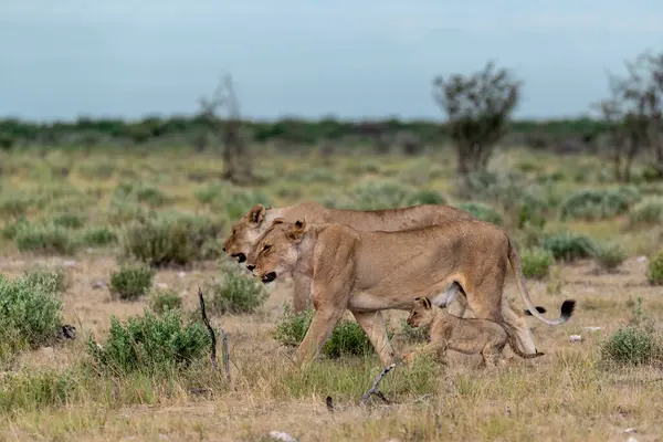 Güney Afrika Kruger Ulusal Parkı 'ndaki aslan yavrusu, Leo ailesinin Panthera Leo ailesi.