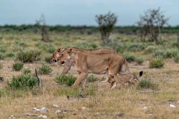 Bir aslan yavrusu annesiyle birlikte savanada yürür.