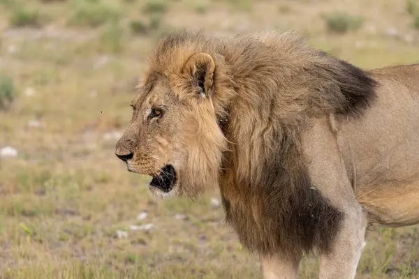 Erkek aslan, Kruger National Park, Güney Afrika.