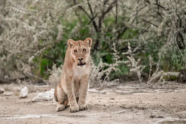 Vahşi doğada dişi aslan.