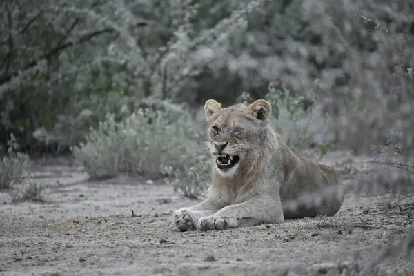 Afrika 'nın güneyindeki Kruger parkında aslan var..