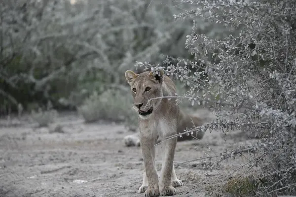 Ormandaki beyaz kurt