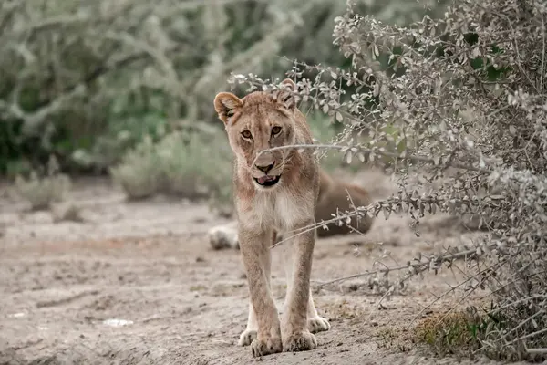 Namibya bozkırında bir aslan