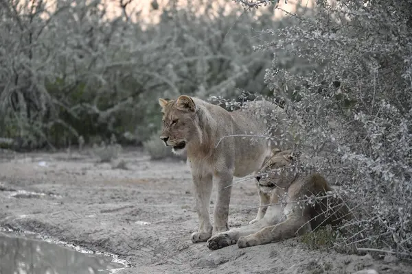 Etoşa Milli Parkı 'ndaki genç aslan Namibya