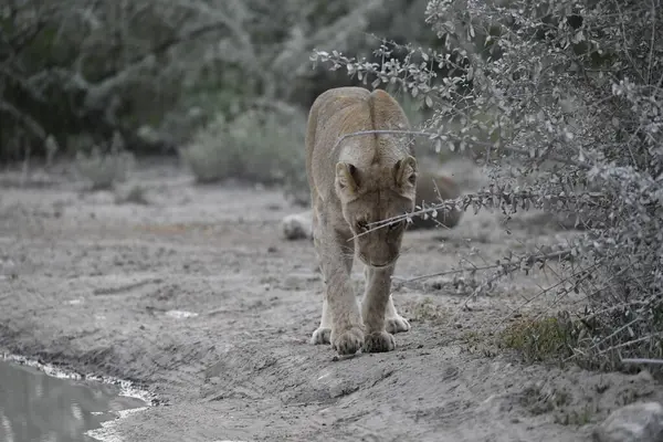 Ormandaki beyaz kaplanın yakın çekimi.